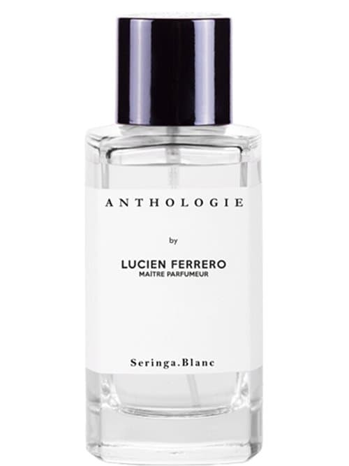Seringa Blanc
