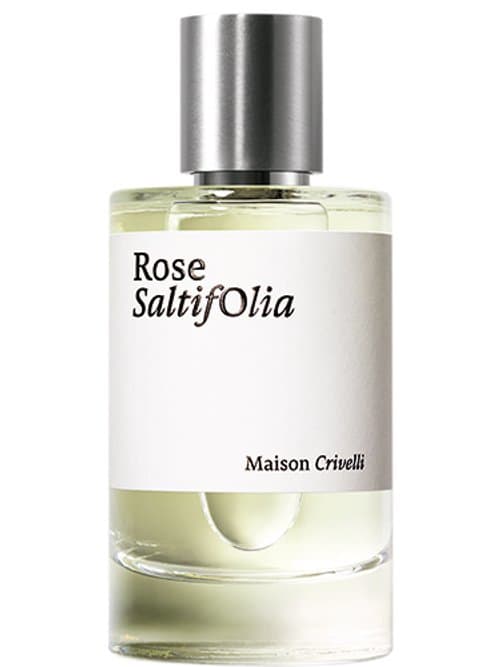 Rose Saltifolia